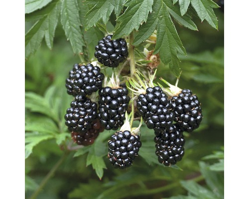 Bio törnlös björnbär FLORASELF Bio Rubus fruticosus 'Thornless Evergreen' Co 2L