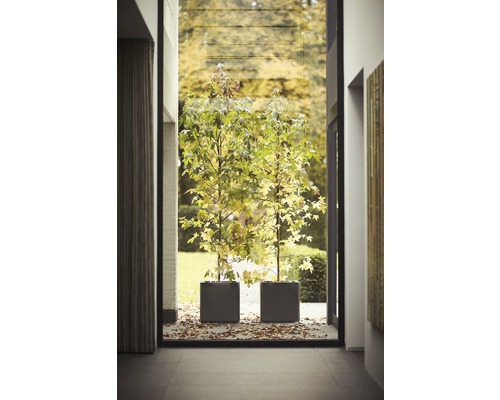 Två träd i fyrkantiga planteringskärl i ett modernt designat rum.