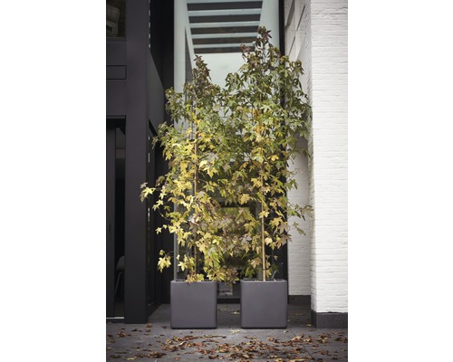 Två ambraträd i planteringskärl framför en byggnad.