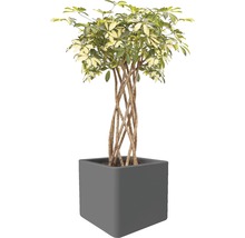 Schefflera växt i kruka
