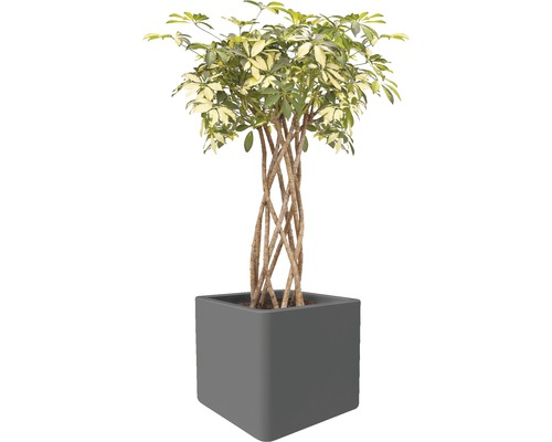 Schefflera växt i kruka