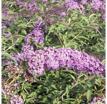 Fjärilsbuske med lila blommor