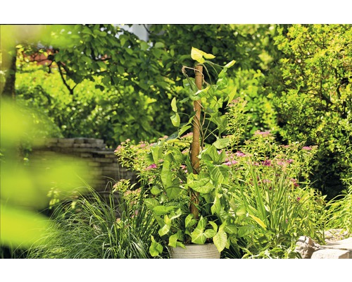 Syngonium växt i kruka med klätterhjälp i trädgården