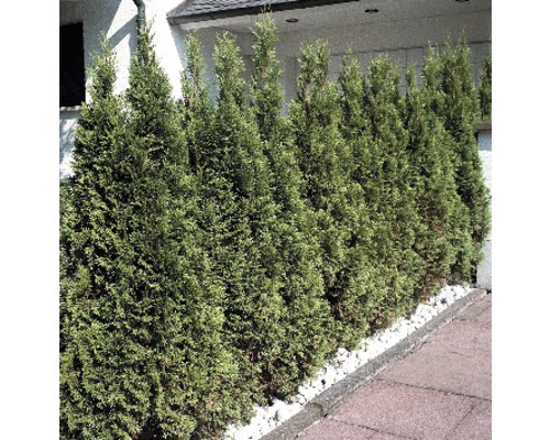 Hornbach Thuje