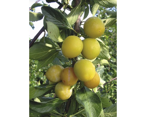 Mirabelle FLORASELF Bio Prunus domestica syriaca 'Nancy' stamhöjd 60cm totalhöjd ca 120-150cm Co 7,5L