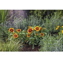 Kokardblomster Gaillardia 25-40cm co 3L