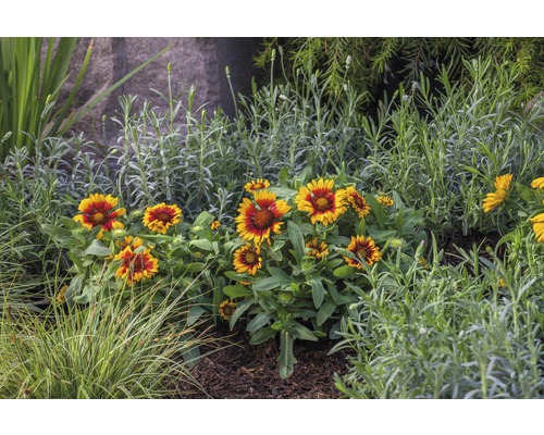 Blomsterrabatt med Rudbeckia och lavendel i trädgården