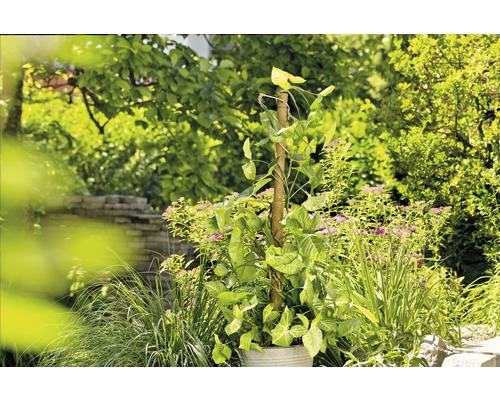 Trädgårdsscen med klätterväxt på ett klätterstöd i en planteringslåda