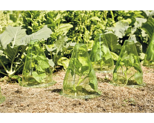 Växter i trädgården skyddade med drivbänkskåpor