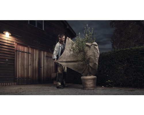 Man skyddar olivträd i kruka med vinterskydd framför ett garage.