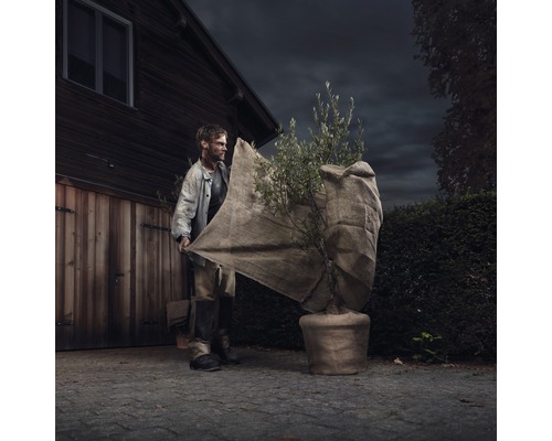 Man täcker krukväxt med vinterskyddsfleece.