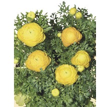 Gula ranunkelblommor med gröna blad.