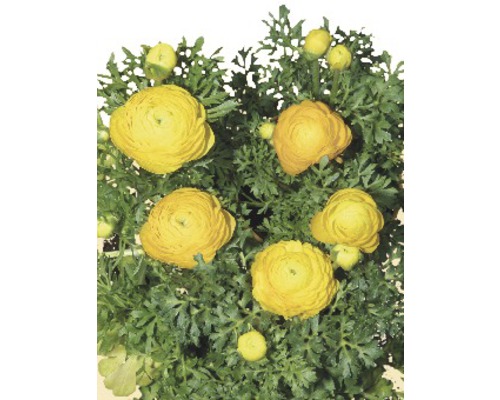 Gula ranunkelblommor med gröna blad.