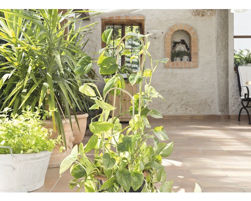 Ljus terrass med olika krukväxter