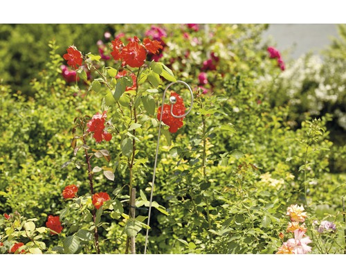 Röd rosbuske med klätterhjälp i trädgården.