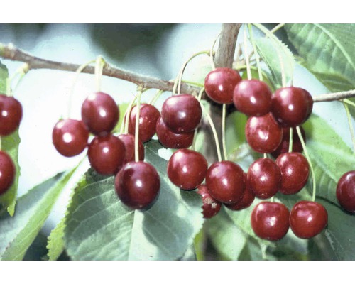 Sötkörsbär FLORASELF Bio Prunus avium 'Hedelfinger Riesenkirsche' stamhöjd ca 40cm totalhöjd 60-80cm Co 7,5L