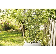 Tomatplanta med växtstöd i en trädgård