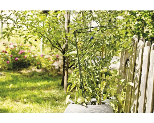 Tomatplanta med växtstöd i en trädgård