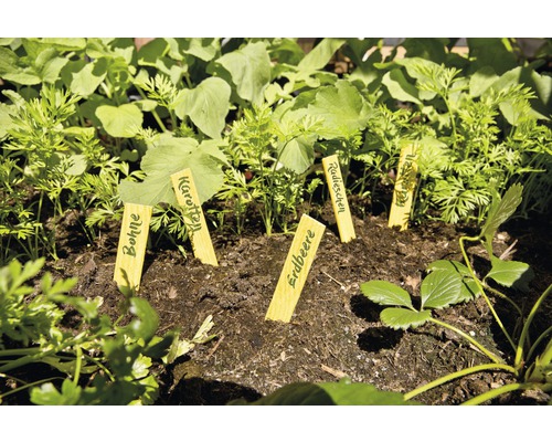 Pallkrage med unga grönsaksplantor och växtetiketter