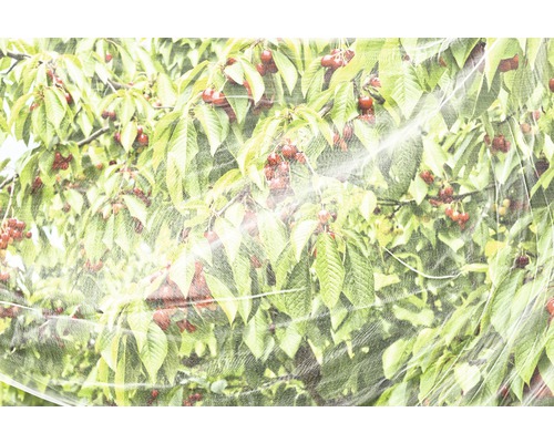 Körsbärsträd täckt med skyddsnät mot fåglar och skadedjur