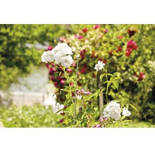Trädgårdsvy med vita rosenblommor och rossticka