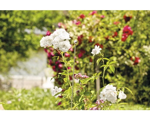 Trädgårdsvy med vita rosenblommor och rossticka
