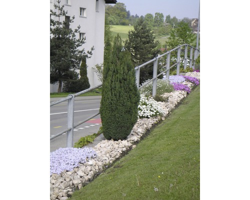 Anlagd trädgård med olika växter och stenar.