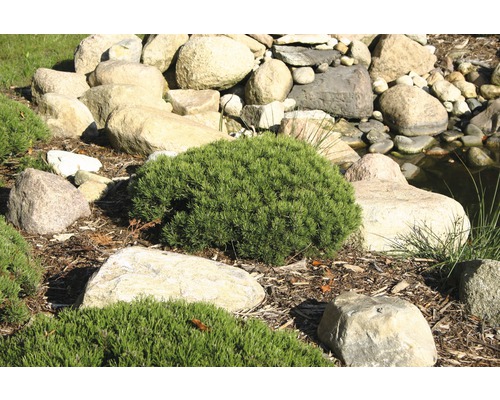 Trädgård med stenar och dvärgbuskar