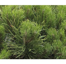 Balkanbergtall FLORASELF Pinus mugo Pumilio 15-20cm co 2L-thumb-3