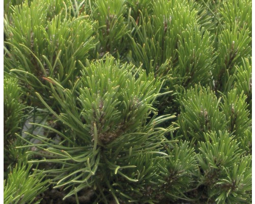 Närbild av tallbarr