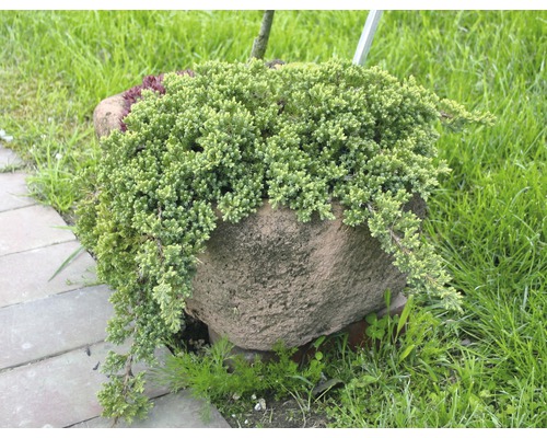 Enbär i ett stenkärl i trädgården