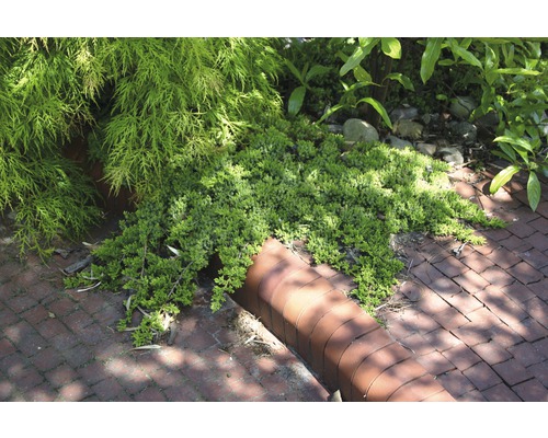 Marktäckande växt i trädgården