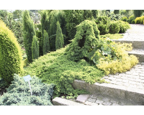 Trädgårdslandskap med olika prydnadsbuskar och träväxter längs en stenväg.