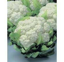 Blomkål med gröna blad