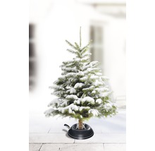 Snötäckt julgran i julgransfot