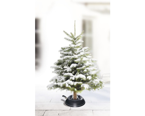 Snötäckt julgran i julgransfot
