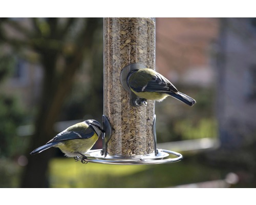 Två blåmesar vid en fågelmatare med foder