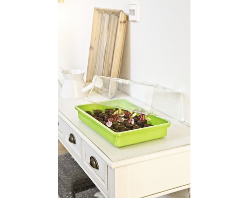 Odlingstråg med odlingstabletter och växter på ett bord