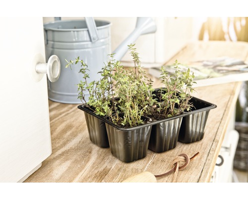 Sex timjanplantor i en svart blomlåda på ett träbord, tillsammans med en vattenkanna.