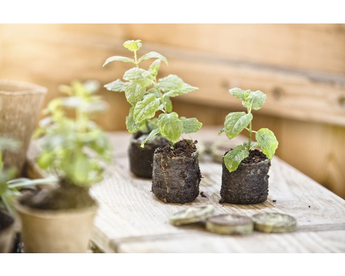 Tre unga myntaplantor på en träyta med torvtabletter