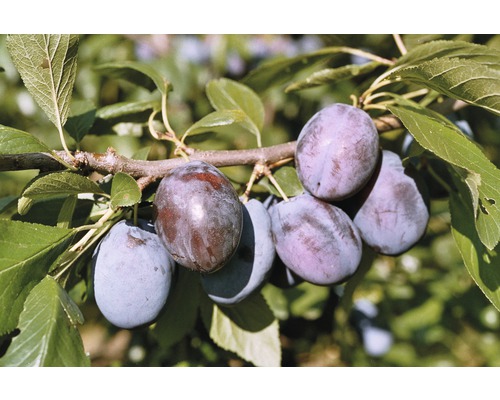 Sviskon FLORASELF Bio Prunus domestica 'Hanita'® 100-150cm Co 6L