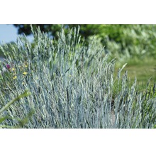 Blåsvingel FLORASELF Festuca glauca Intense Blue 50-60 cm co 15L-thumb-0