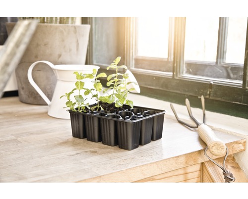 Såtråg med unga växter bredvid en liten kratta