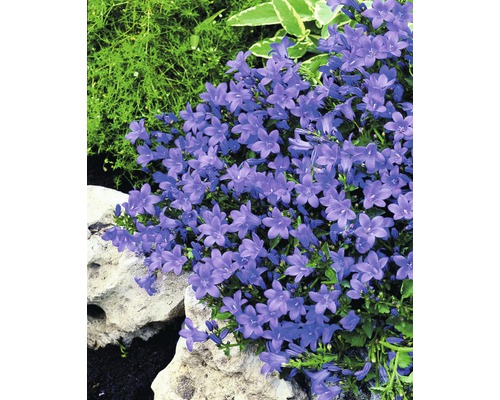 Blommande Campanula i trädgården