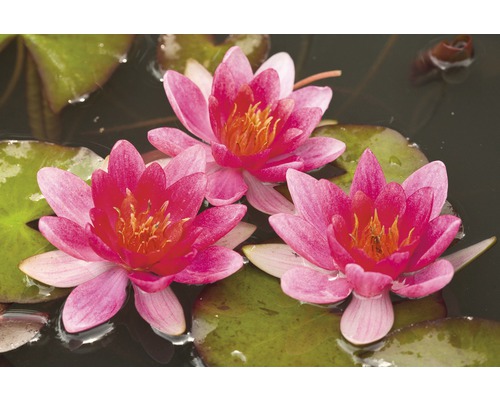 Tre röda näckrosblommor på gröna blad i vattnet