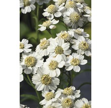 Närbild av en grupp snöbollsbuskar med vita blommor