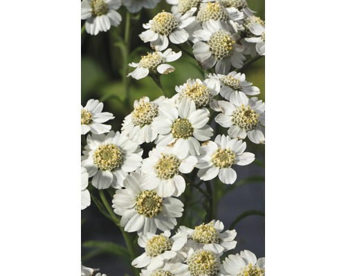Närbild av en grupp snöbollsbuskar med vita blommor
