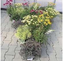 Perenner FLORASELF 15-30cm Co 2L sorterade