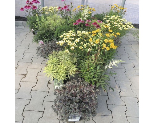Olika blommande perenner i krukor, trädgårdscenter presentation