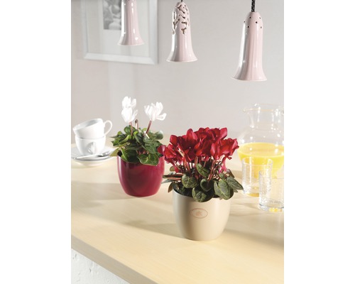 Två cyklamenplantor i krukor på ett bord, en med vita och en med röda blommor.